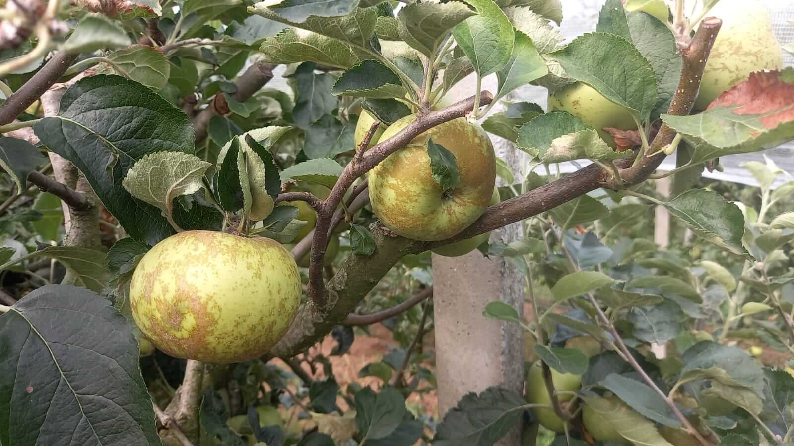 Frutteto Titoldini a Rodengo Saiano